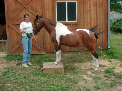 Clicker Training for Horses: Clicker Training for Improved Horsemanship